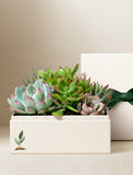 Succulents in gift box. - Image 