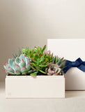 Succulents in gift box. - Image 
