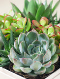 Succulents in gift box. - Image 