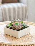 Succulents in gift box. - Image 