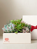 Succulents in gift box. - Image 