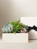 Succulents in gift box. - Image 