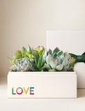 Succulents in gift box. - Image 