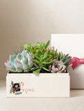 Succulents in gift box. - Image 