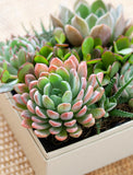 Succulents in gift box. - Image 