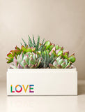 Succulents in gift box. - Image 