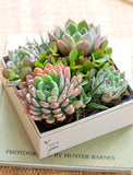 Succulents in gift box. - Image 