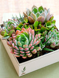 Close up of plants. - Image 