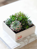 Succulents in gift box. - Image 