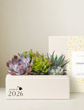 Succulents in gift box. - Image 