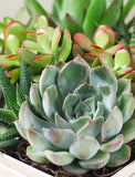 Succulents in gift box. - Image 