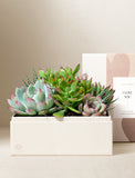 Succulents in gift box. - Image 