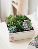 Succulents in gift box. - Image 