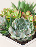 Succulents in gift box. - Image 