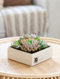 Succulents in gift box. - Image 
