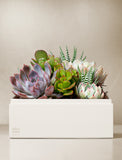 Succulents in gift box. - Image 
