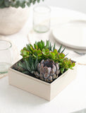 Succulents in gift box. - Image 