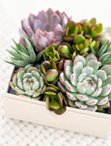 Succulents in gift box. - Image 