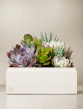Succulents in gift box. - Image 