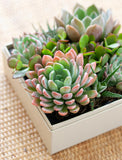Succulents in gift box. - Image 
