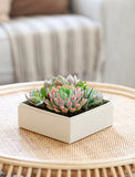 Succulents in gift box. - Image 