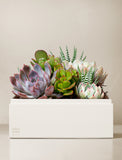 Succulents in gift box. - Image 