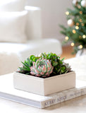 Holiday Urban Garden - Image 