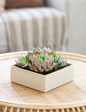 Succulents in gift box. - Image 