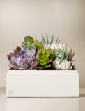 Succulents in gift box. - Image 