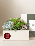 Succulents in gift box. - Image 
