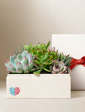 White planter with succulents and a red ribbon on a beige background - Image 