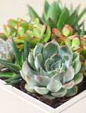 Succulents in gift box. - Image 
