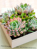 Succulents in gift box. - Image 