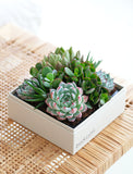 Large square container with a variety of succulents on a woven surface - Image 