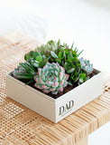 Assorted succulents in a square cream-colored box labeled DAD Happy Father's Day, sitting on a woven rattan table. - Image 
