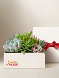 Succulents in gift box. - Image 