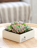 Succulents in gift box. - Image 
