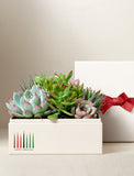 Succulents in gift box. - Image 