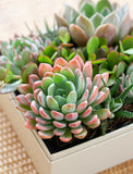 Succulents in gift box. - Image 