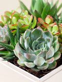 Succulents in gift box. - Image 
