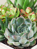Succulents in gift box. - Image 