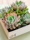Succulents in gift box. - Image 