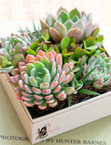 Succulents in gift box. - Image 