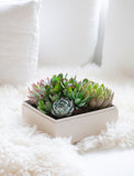 Assorted green and pink succulents planted in a square beige gift box on a soft white faux fur surface. - Image 