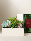 Christmas Urban Garden - Image 