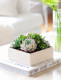 Modern succulent arrangement in a rectangular white planter on books, with a clear vase nearby. - Image 