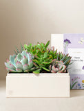 Modern succulent garden in a rectangular white planter with a "Happy Mother's Day" card. - Image 