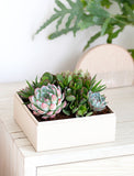 Modern succulent garden in a light pink rectangular planter box, featuring green and pink succulents. - Image 