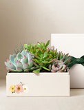 Succulents in gift box. - Image 
