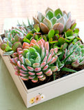 Succulents in gift box. - Image 